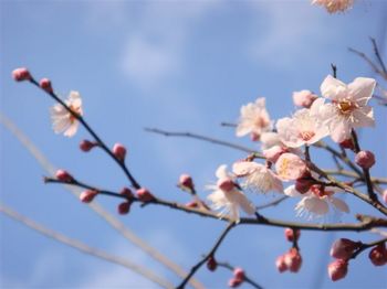 梅の花.jpg